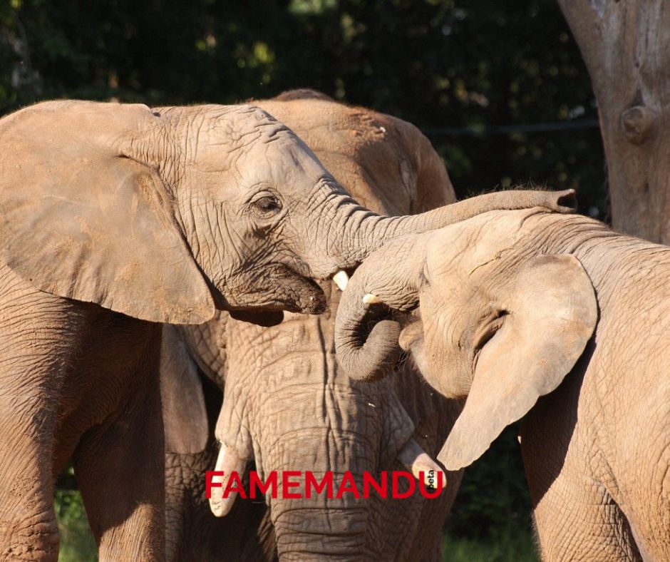 Largest Mammals