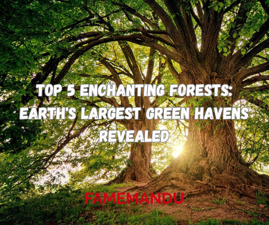 Top 5 Enchanting Forests Earth's Largest Green Havens Revealed