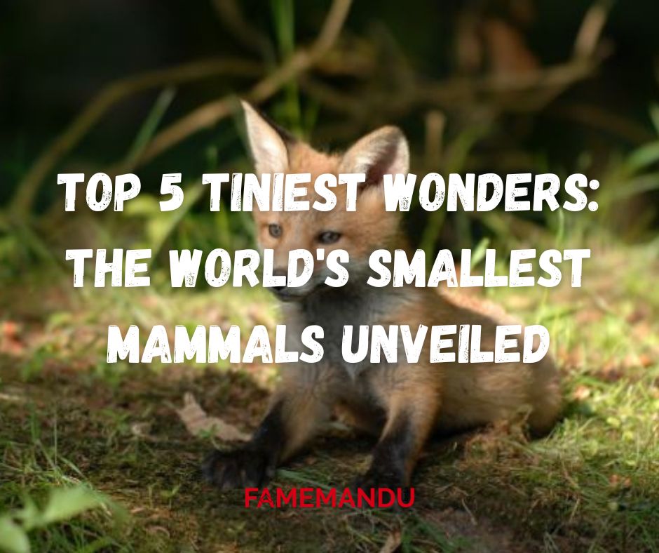 Top 5 Tiniest Wonders The World's Smallest Mammals Unveiled