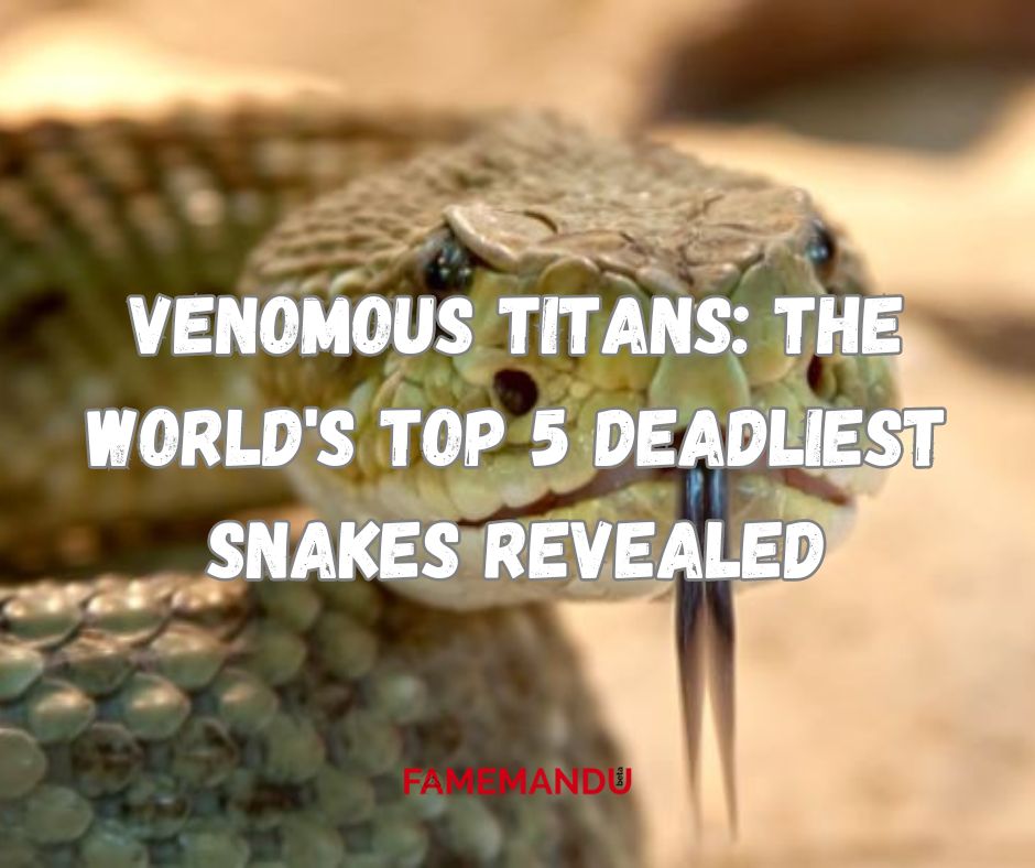 Venomous Titans The World's Top 5 Deadliest Snakes Revealed
